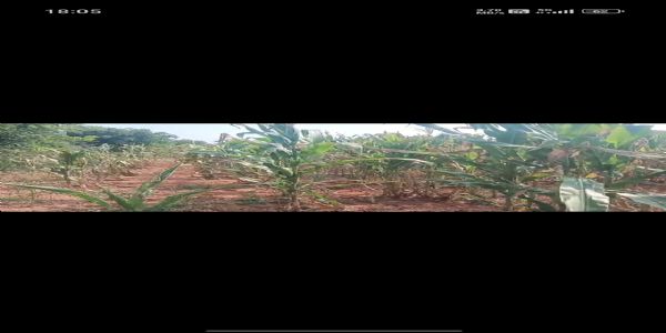 ದಾವಣಗೆರೆ: ಬರಪೀಡಿತ ಪ್ರದೇಶಕ್ಕೆ ಕೇಂದ್ರ ಅಧ್ಯಯನ ತಂಡ ಭೇಟಿ