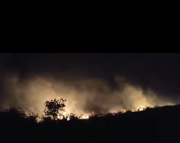 Fire forest Fire forest