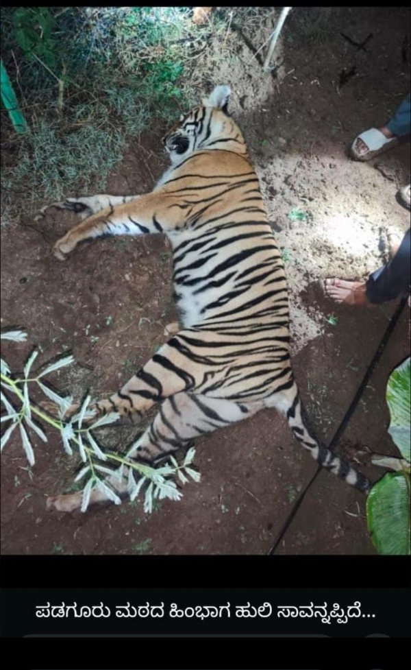 Tiger dies