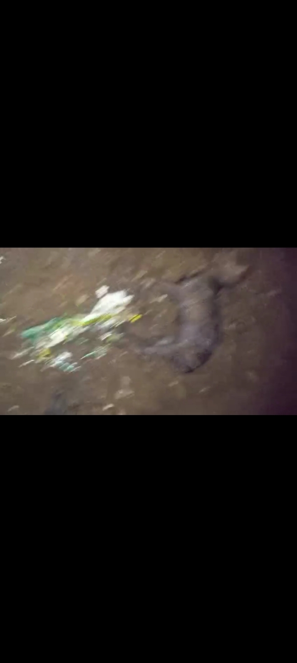 ಕುರಿ ಸಾವು