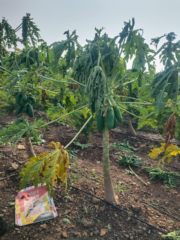 ಕ್ರಾಪಲಾಸ್