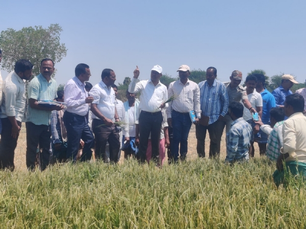 ಕುರುಗೋಡು: ಬೆಳೆಹಾನಿ ಪ್ರದೇಶಗಳಿಗೆ ಜಿಲ್ಲಾಧಿಕಾರಿ ನಾಗೇಂದ್ರ ಪ್ರಸಾದ್.ಕೆ ಭೇಟಿ