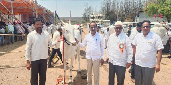 ಜಮಖಂಡಿಯಲ್ಲಿ ಶ್ರೀ ಬಸವೇಶ್ವರ ಅಮರಾಯಿ ಜಾತ್ರೆ: ಸಂಭ್ರಮದಿಂದ ನಡೆದ ಜಾನುವಾರುಗಳ ಜಾತ್ರೆ