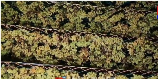 ಆಲಿಕಲ್ಲು ಮಳೆ ಆಘಾತ: ವಿಜಯಪುರ ಜಿಲ್ಲೆಯಲ್ಲಿ ಸುಮಾರು ₹3 ಕೋಟಿ ಮೌಲ್ಯದ ಒಣದ್ರಾಕ್ಷಿ ಹಾನಿ