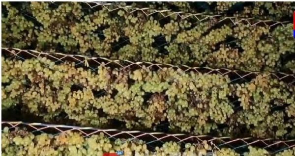 ದ್ರಾಕ್ಷಿ