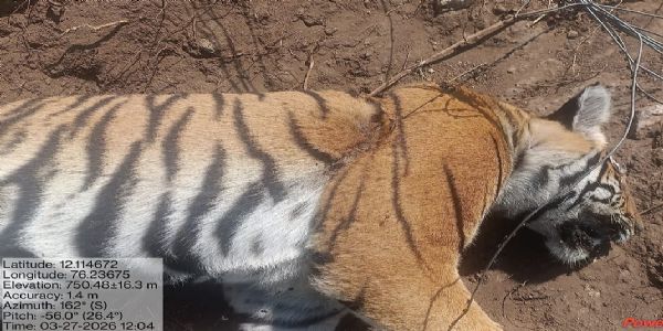 ನಾಗರಹೊಳೆ ಅರಣ್ಯದಲ್ಲಿ ಅಕ್ರಮ ಬಲೆಗೆ ಸಿಲುಕಿ ಹುಲಿ ಸಾವು