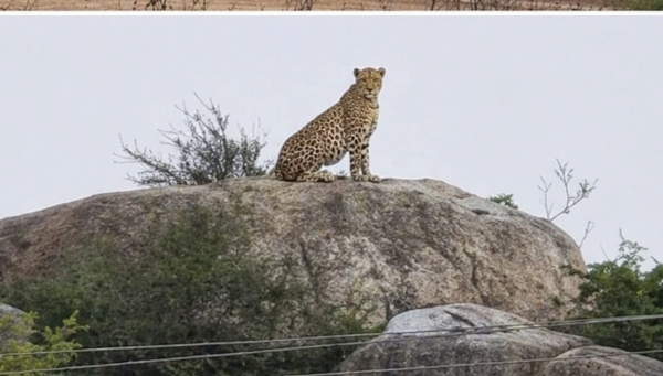 ಕೋಲಾರ ತಾಲ್ಲೂಕಿನ ಸಿಂಗೆಹಳ್ಳಿ ಸಮೀಪ ಗುಟ್ಟದಲ್ಲಿ ಚಿರತೆ ಪ್ರತ್ಯಕ್ಷ