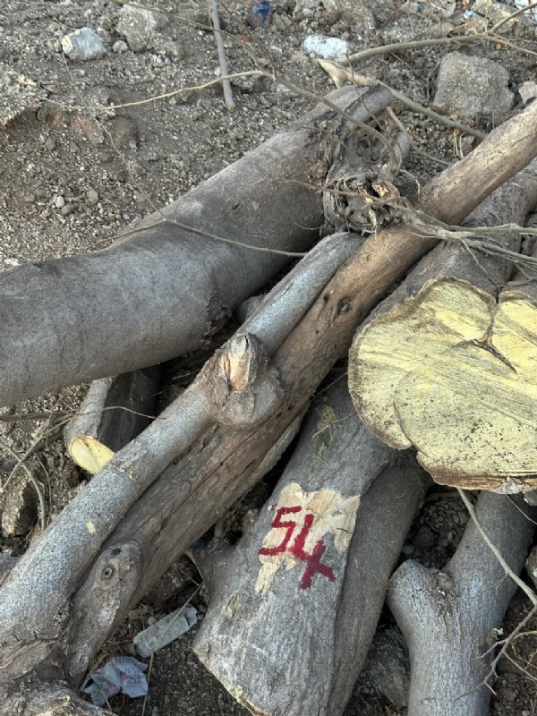 ಮಧ್ಯರಾತ್ರಿ ಮರ ಅಕ್ರಮ ಕಟಾವು: ಗುತ್ತಿಗೆದಾರರ ವಿರುದ್ಧ ಪ್ರಕರಣ ದಾಖಲು ; ಅಧಿಕಾರಿಗಳ ಮೇಲೆ ಹಲ್ಲೆ, ಮೊಬೈಲ್ ಜಪ್ತಿ