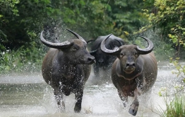 ಕಾಡೆಮ್ಮೆ