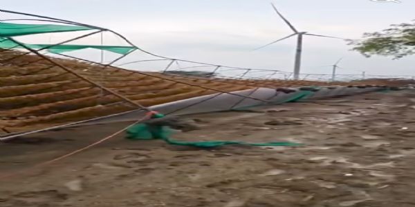 ದಾರಾಕಾರ ಮಳೆಯಿಂದ ತತ್ತರಿಸಿದ ರೈತರು ; ತಿಕೋಟಾ ಭಾಗದಲ್ಲಿ ಪರಿಹಾರಕ್ಕೆ ಆಗ್ರಹ