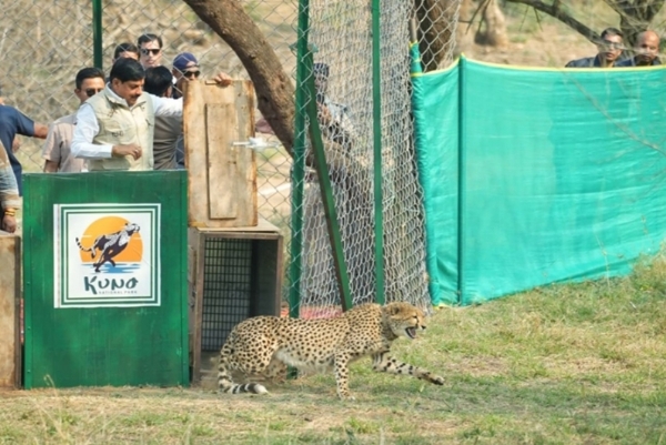 Cheta release