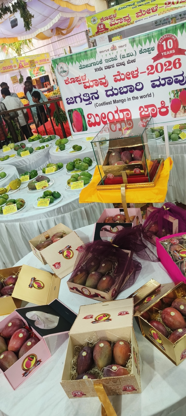 ಕೊಪ್ಪಳ : ಮಾವಿನ ಮೇಳಕ್ಕೆ 10 ವರ್ಷ: ಹಲವು ವಿಶೇಷ