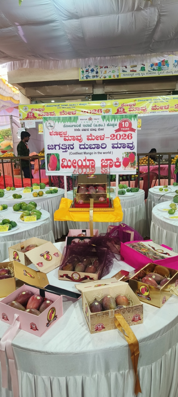 ಕೊಪ್ಪಳ : ಮಾವಿನ ಮೇಳಕ್ಕೆ 10 ವರ್ಷ: ಹಲವು ವಿಶೇಷ