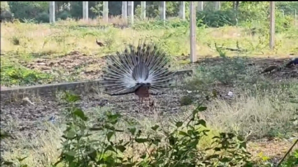 ನವಿಲು