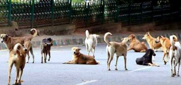 Dogs