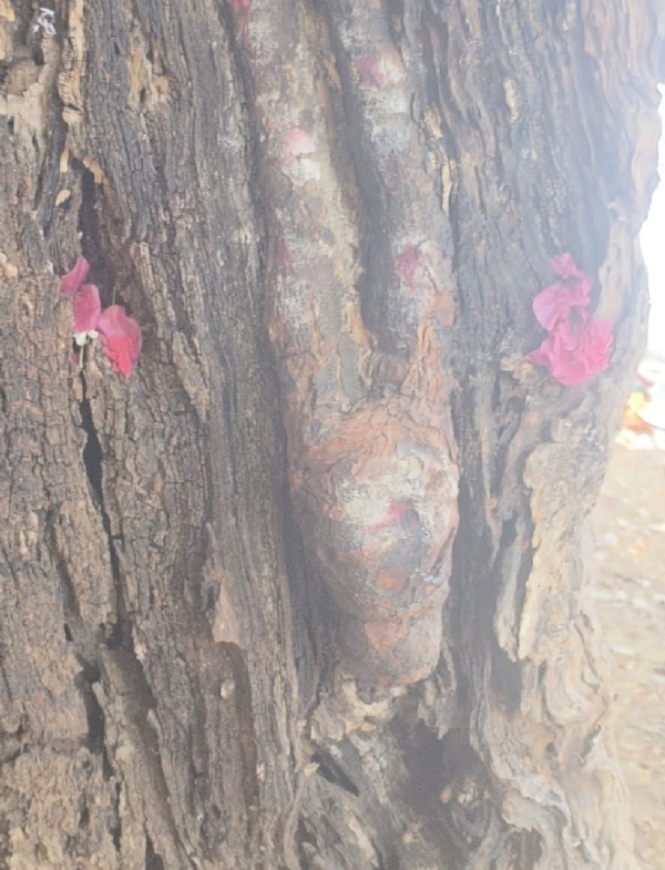 ಫೋಟೋ