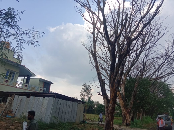 ಕೋಲಾರ ತಾಲ್ಲೂಕಿನ ಹೊಸಹಳ್ಳಿ ಗ್ರಾಮದ ಬಳಿ ಮರಗಳು ಒಣಗಿದ್ದು, ಯಾವುದೇ ಕ್ಷಣದಲ್ಲಿ ಮಳೆ ಗಾಳಿಗೆ ಉರುಳಲಿವೆ.