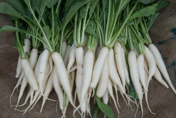 Radish