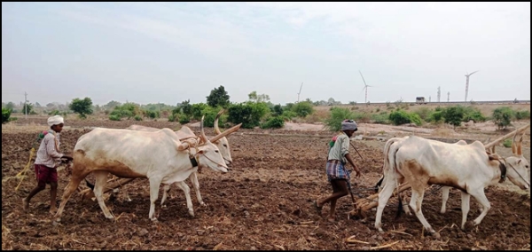 Agricultural activities have intensified in Ballari district. Agricultural activities have intensified in Ballari district.