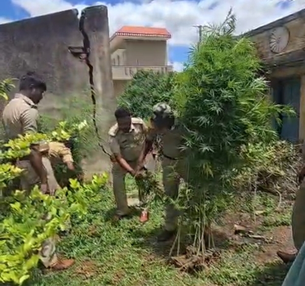 ಕೋಲಾರ ತಾಲ್ಲೂಕಿನ ಹೊದಲವಾಡಿ ಗ್ರಾಮದಲ್ಲಿ ಮನೆಯ ಹಿಂಭಾಗ ಬೆಳೆಯಲಾಗಿದ್ದ ಗಾಂಜ ಗಿಡಗಳನ್ನು ಅಬಕಾರಿ ಇಲಾಖೆಯ ಅಧಿಕಾರಿಗಳು ದಾಳಿ ನಡೆಸಿ ನಾಶಪಡಿಸಿದರು.