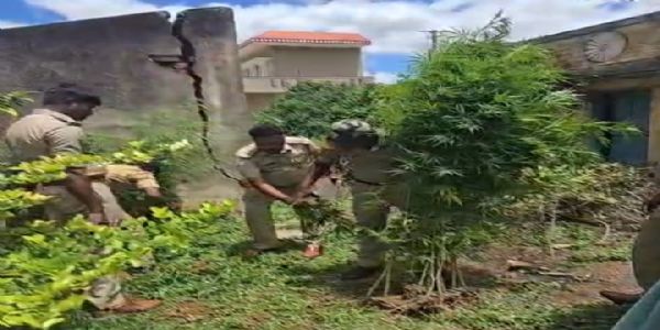 ಕೋಲಾರದಲ್ಲಿ ಅಕ್ರಮ ಗಾಂಜಾ ಗಿಡಗಳ ಪತ್ತೆ ; ಆರೋಪಿಯ ಬಂಧನ