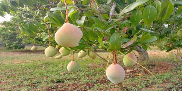 ಶುಕ್ರವಾರದಿಂದಲೇ ಮಾವು ಬೆಳೆಗಾರರಿಗೆ ಬೆಂಬಲ ಬೆಲೆ ಯೋಜನೆ ಜಾರಿ