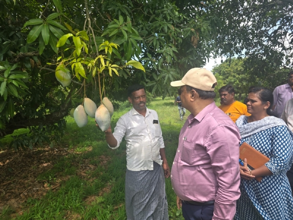 ಕೋಲಾರ ಜಿಲ್ಲಾಧಿಕಾರಿ ಡಾ.ಎಂ.ಆರ್.ರವಿ ಶ್ರೀನಿವಾಸಪುರ ತಾಲ್ಲೂಕಿನ ಮಾವಿನ ತೋಟಗಳಿಗೆ ಭೇಟಿ ನೀಡಿ ಪರಿಶೀಲಿಸಿದರು.
