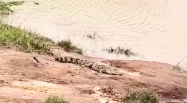 ಮೊಸಳೆ ಮೊಸಳೆ