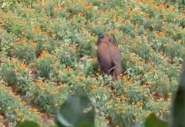 MYSURU-ELEPHANT