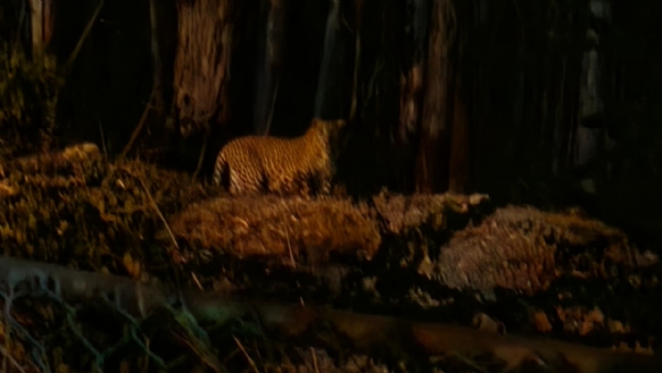 leopard-spotted-