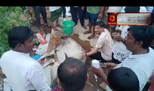 ಪ್ರಸವ ಪ್ರಸವ