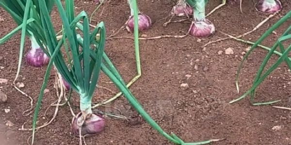 ಬರದ ಭೀತಿಯ ನಡುವೆಯೂ ಈರುಳ್ಳಿ ಬೆಳೆಗಾರರ ಪರದಾಟ; ಕುಸಿದ ಇಳುವರಿಯಿಂದ ಕಂಗಾಲಾದ ರೈತರು