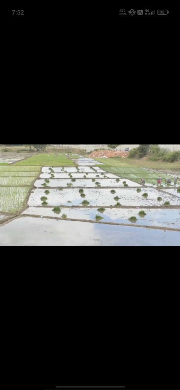 mandya-agriculture-activities-resume-amid-water-shortage-fear