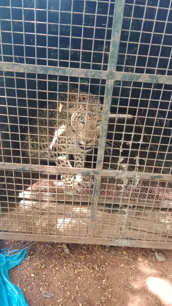 leopard-trapped-in-forest-department-cage-in-maddur