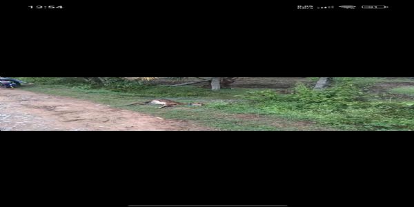 ನಾಯಿ ಬೇಟೆಗೆ ಬಂದ ಚಿರತೆ ಬೋನಿನಲ್ಲಿ ಸೆರೆ