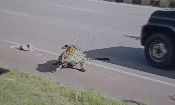 davanagere-leopard-injured-after-vehicle-hits-while-crossing-highway-rescue-operation-underway