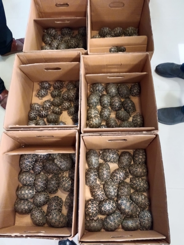 Bengaluru-DRI-seizes-180-live-Indian-star-tortoises-arrests-smuggler Bengaluru-DRI-seizes-180-live-Indian-star-tortoises-arrests-smuggler